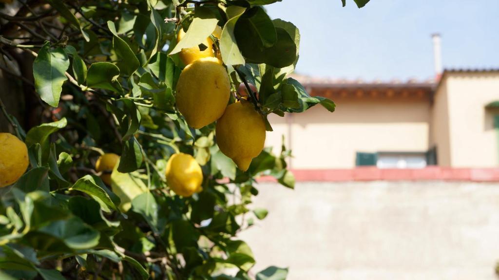 Borgo Largo 51 Panzió Pisa Kültér fotó